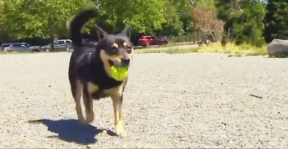 Dog Brought Back A Tennis Ball — Then Mom Realized What It Really Was ...