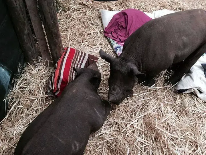 baby rhinos shot