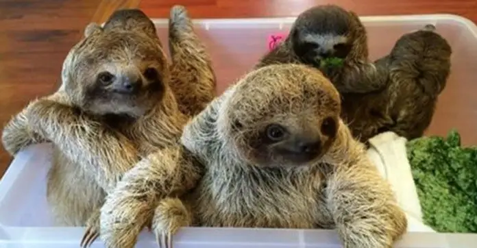 You Haven't Lived Until You've Heard Baby Sloths Having A Conversation ...