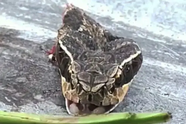 snake head bites