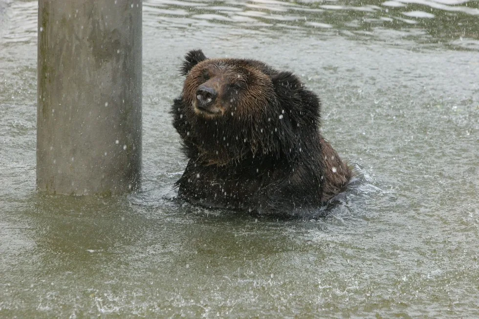 bear torture