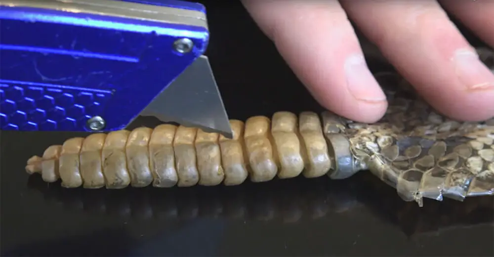 Father And Son Slice A Rattlesnake For A Science Project, Here's What's ...