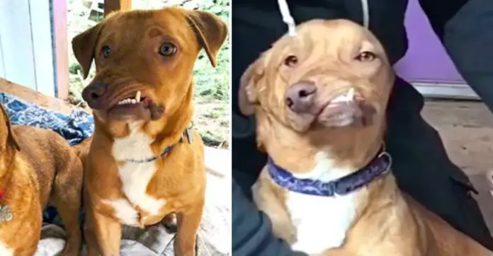 Evil Owner Dumped Him At A Shelter Because He Was 'Too Ugly' — But He