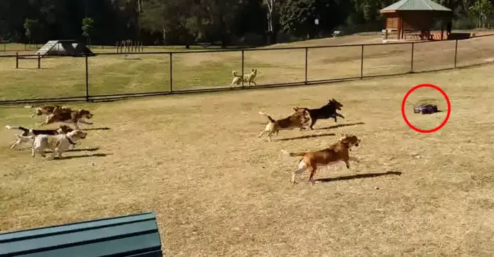 Man Wanting To Experiment With A New Toy At The Dog Park Makes All ...