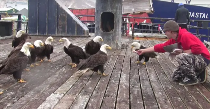 Fisherman Is Feeding A Huge Flock Of Bald Eagles — Then The Camera Pans ...