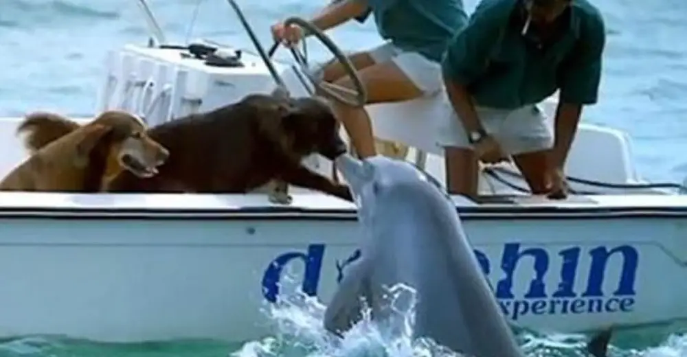 Wild Dolphin Swimming Close To The Boat Carrying Two Dogs Gives One Of ...