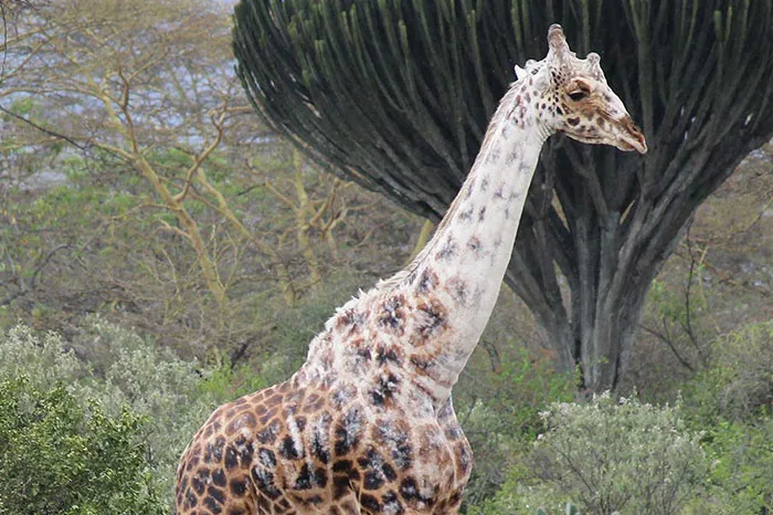 animals with vitiligo