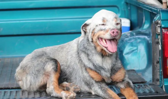 animals with vitiligo