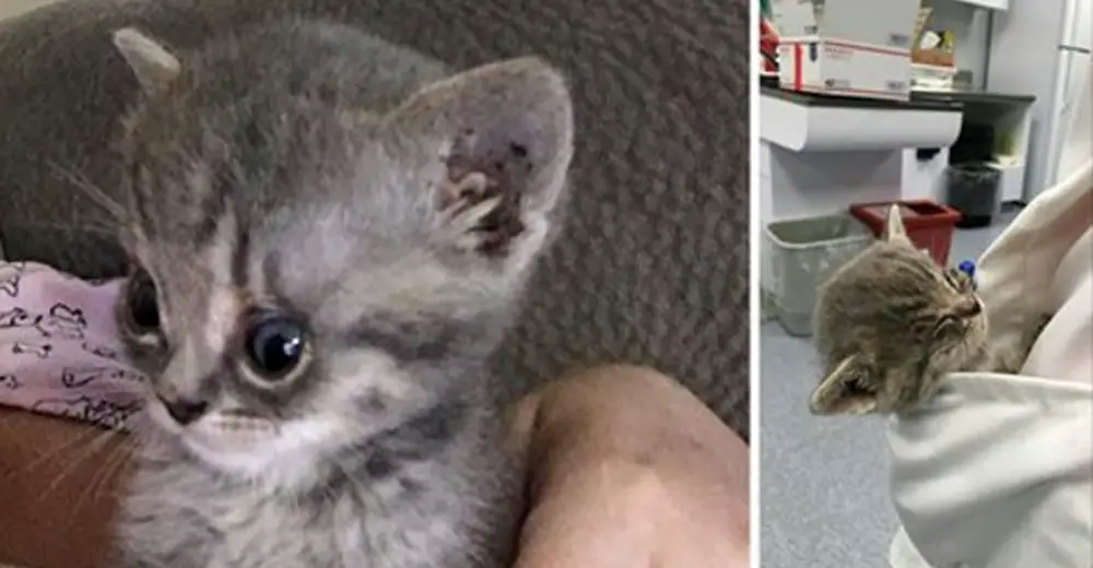 Vet Wanted To Euthanize This Special Kitten. Now He Won't Stop Purring ...