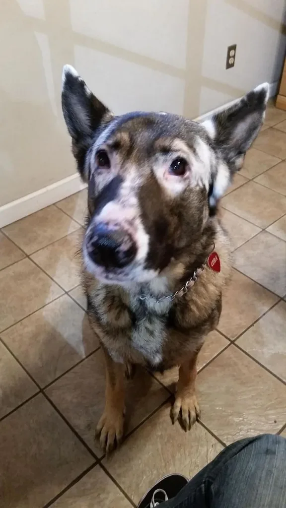 animals with vitiligo