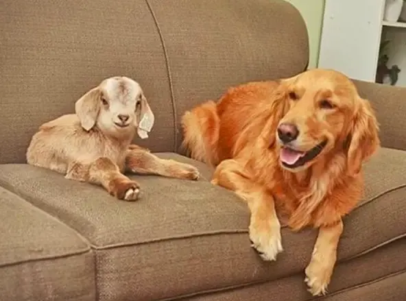 dog and goats