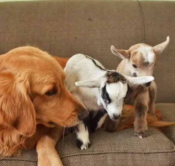 dog and goats