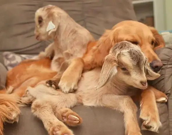 dog and goats