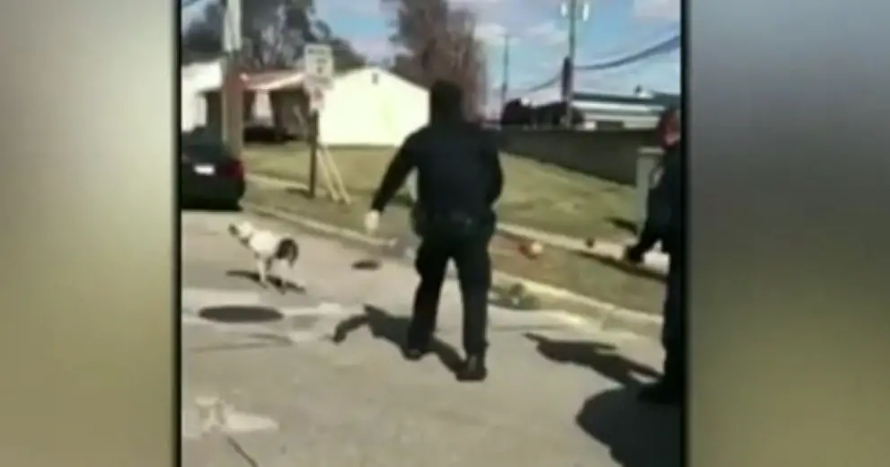 Horrific Video Exposes Police Officers Repeatedly Tazing Terrified Dog ...