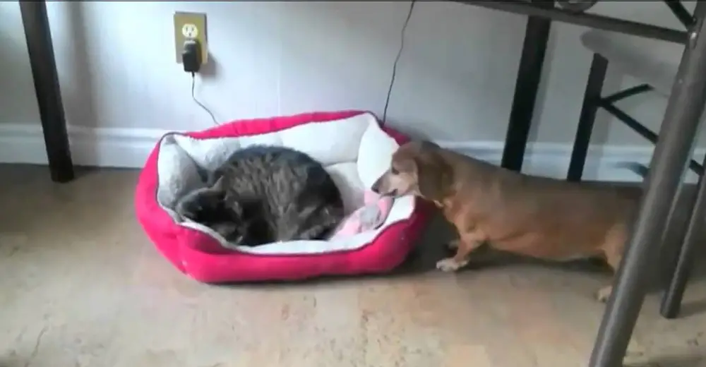 How These Dogs Behave When They Find Cats 'Stealing' Their Beds Will ...