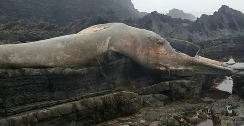 This Massive Creature Just Washed Ashore — And The Government Is ...