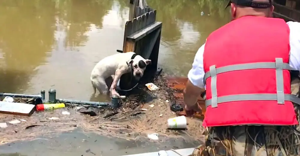 Rescuers See A Desperate Pit Bull Clinging To A Fence — Then They Get ...