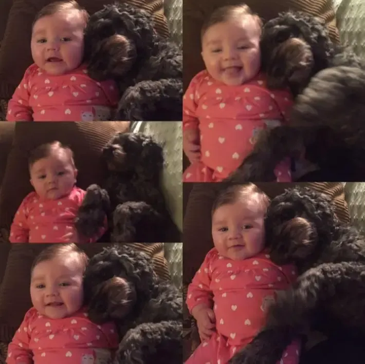 dog saves baby