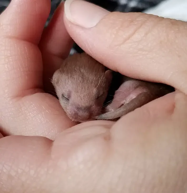 weasel babies