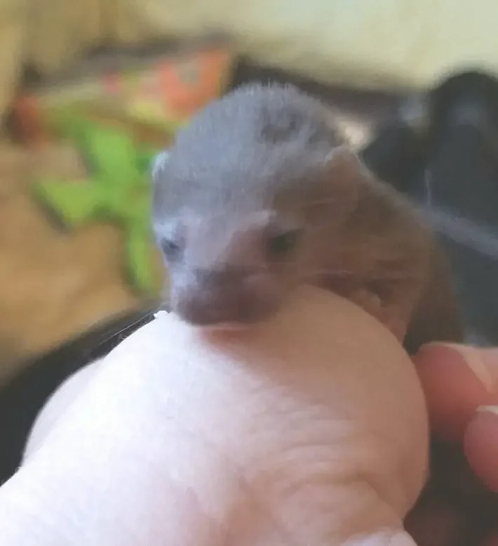 weasel babies