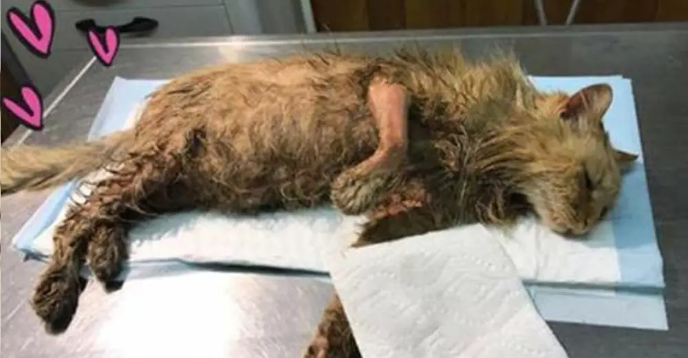 Abused Cat  Doused In Motor  Oil  And Left To Die Almost Gave 