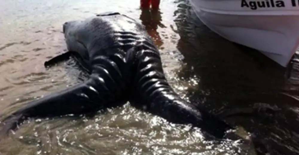 Monster Aneh Sea Monster Washes Up On Shore And Scientists Have 