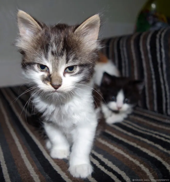 angry kittens