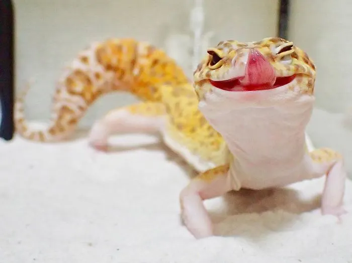 smiling gecko