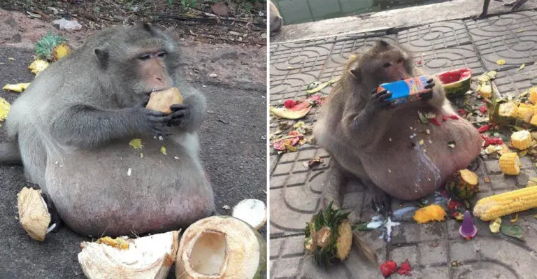 Severely Overfed Monkey To Get Treatment For Obesity To Help Him Lose ...