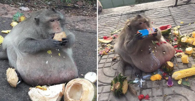 Severely Overfed Monkey To Get Treatment For Obesity To Help Him Lose 