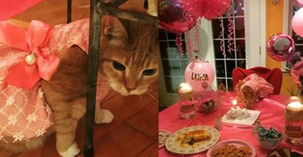 Family Throws Their Cat  A Grand Quincea era To Celebrate 