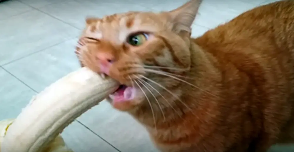 Cat Tries A Banana For The First Time And Lets His Owner Know Exactly How He Feels About It