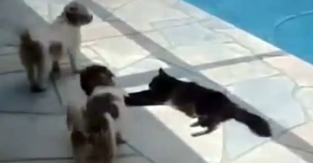 Cat Is Lying Down Near Pool But Is Annoyed By The Dogs, Teaches The ...