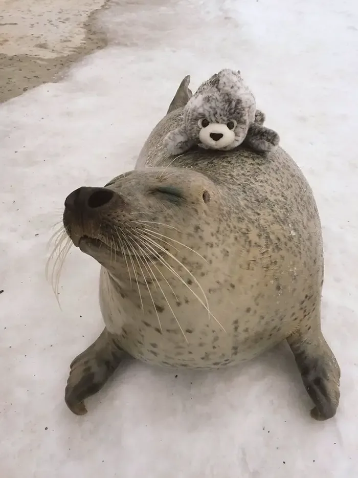 seal hugging toy