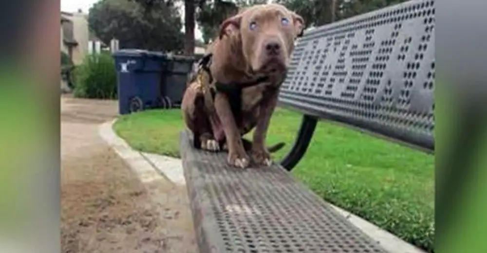 Woman Spots Pit Bull Sitting On Bench. Takes One Step Closer & Gasps At