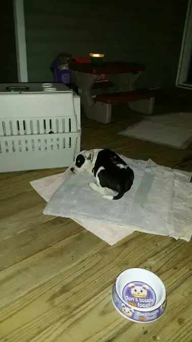 dog rescued from box