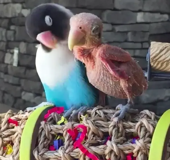 lovebirds fall in love