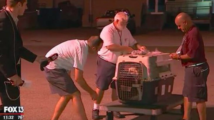 dog befriends soldier in war zone