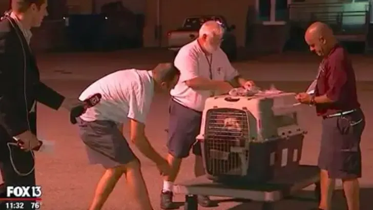 dog befriends soldier in war zone