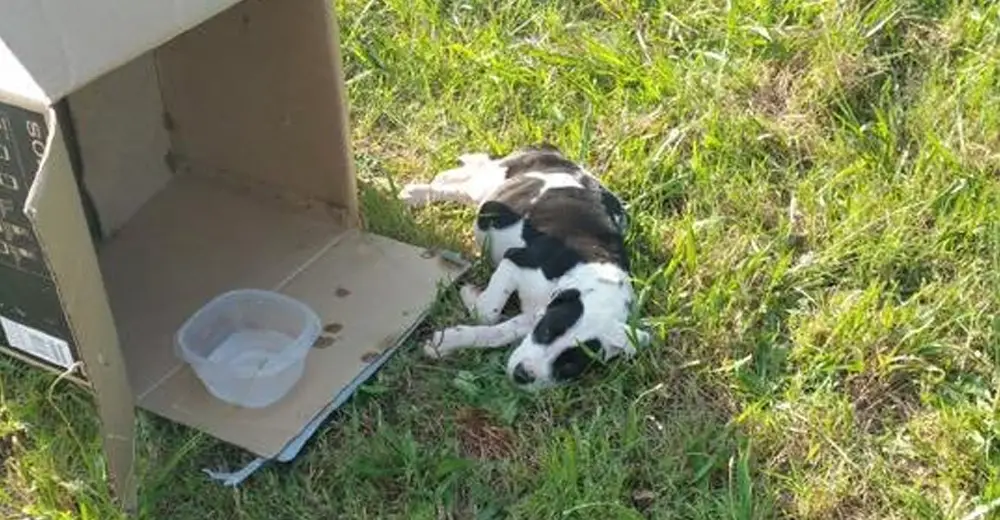 Щенки недельные в коробке. Man spots tiniest abandoned Puppies in Middle of Road and Jumps to Rescue them.