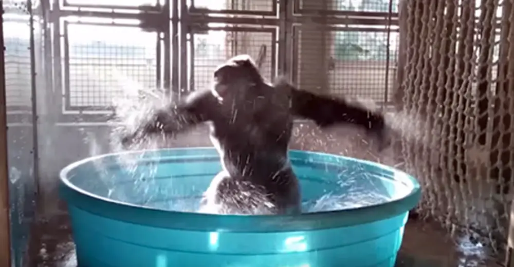 Spunky Gorilla Can't Contain Himself When He Steps In The Swimming Pool ...