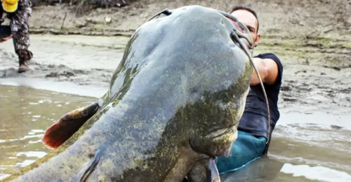 Fisherman’s Epic Battle With Monster Reels In Giant Catfish