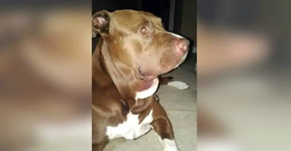 Man Walks Pit Bull Without Leash, Then Hears Young Boy Scream - Relay Hero