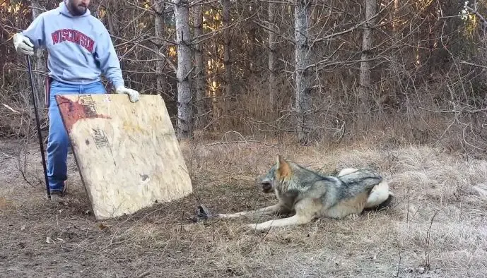 wolf trapped