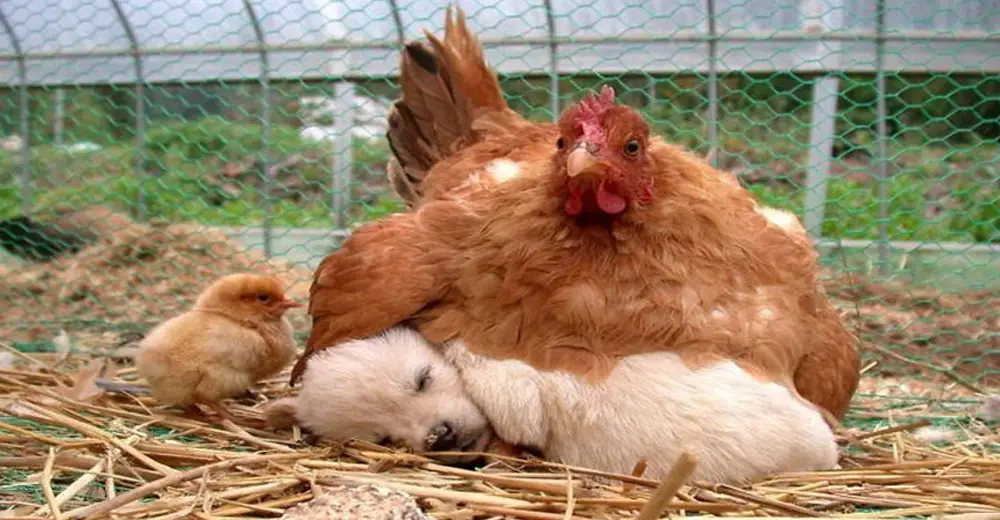10 Photos Prove That Hens Are The Best Mothers Relay Hero