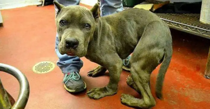 Pit Bull Locked For 2 Years In A Cage, Feels Love For The First Time ...