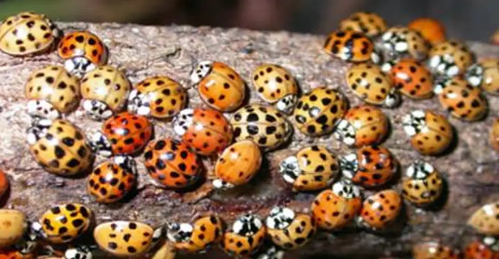 These Aren't Just Ladybugs living In Your House – Here's The Horrific ...