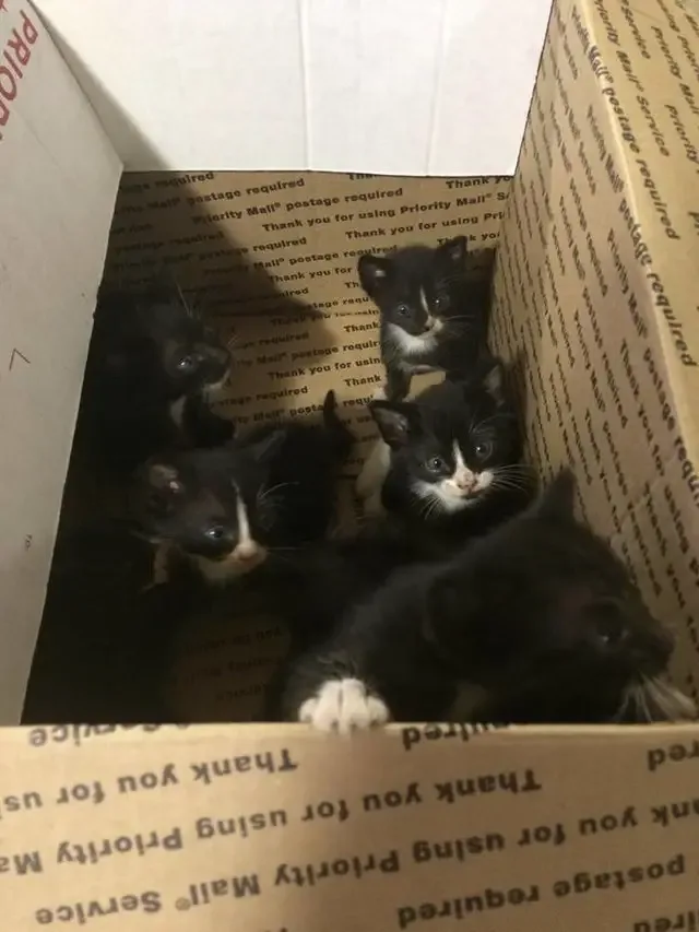 kittens in the box