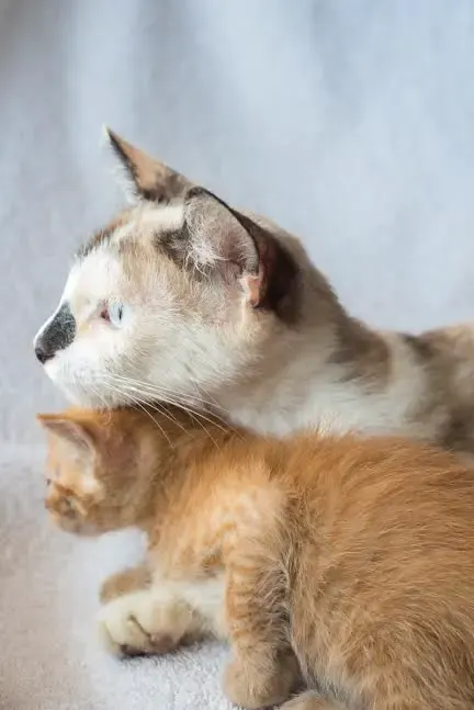 kittens in the box