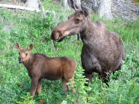 Lost Baby Moose Finds Soldier In Forest And Asks Him For Help - How To ...